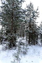 Stock Foto Winter in the forest, snow on trees, handsome christmas background