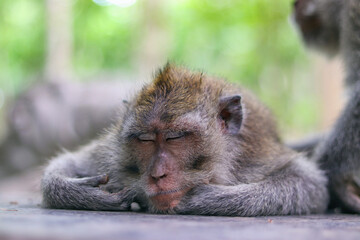 monkey baboon laying