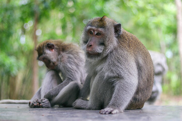 monkey japanese macaque baboon sitting