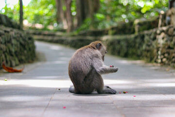 monkey japanese macaque baboon sitting on the ground