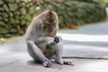 monkey japanese macaque baboon sitting on the ground