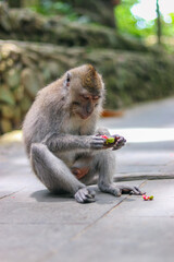monkey japanese macaque baboon sitting on the ground