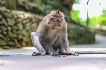 monkey japanese macaque baboon sitting on the ground