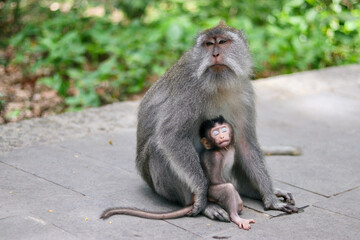 monkey japanese macaque baboon with baby