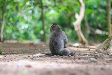 Naklejka na ściany i meble monkey japanese macaque baboon sitting on the ground