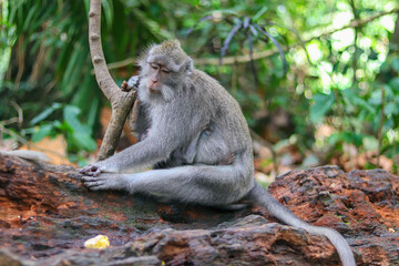 monkey japanese macaque baboon sitting on a tree
