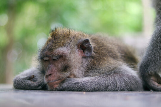 monkey baboon laying
