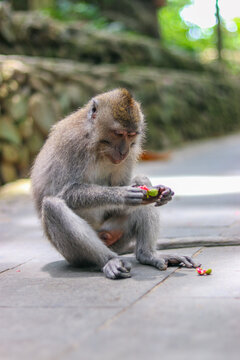 monkey japanese macaque baboon sitting on the ground