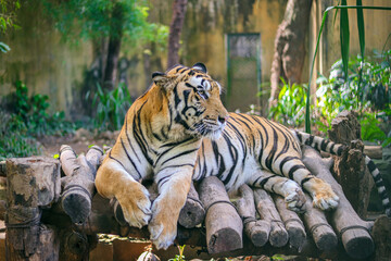 tiger in the zoo
