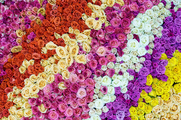 Colorful natural roses background. Top view.