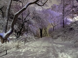 Winter in Central Park, New York - February 2021