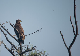 Indian spotted eagle