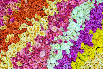 a lot of colored roses, rainbow from roses. background