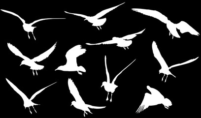 set of eleven seagull white isolated silhouettes
