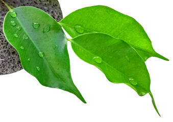 Gouttes de rosée sur feuilles vertes de ficus benjamina 