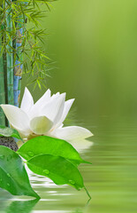 Obraz na płótnie Canvas Composition asiatique aquatique, lotus, bambou et ficus