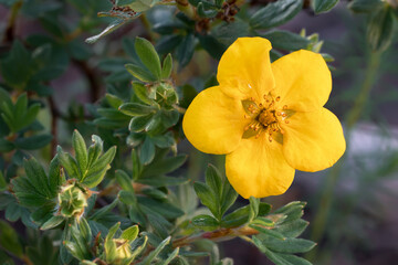 Yellow flower of Potentilla shrub in the garden close up