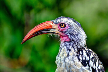 Red billed hornbill