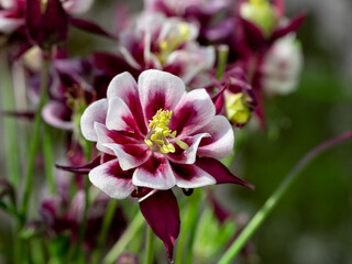 Perennial herb Aquilegia vulgaris with blue flowers on blurred background