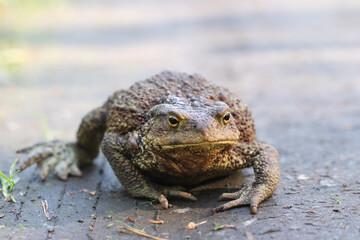 Big fat toad crawling along a dirt path