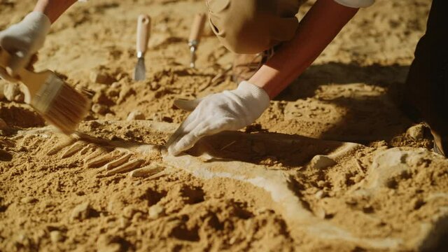 Paleontologist Cleaning Tyrannosaurus Dinosaur Skeleton with Brushes. Archeologists Discover Fossil Remains of New Predator Species. Archeological Excavation Digging Site. Close-up Focus on Hands