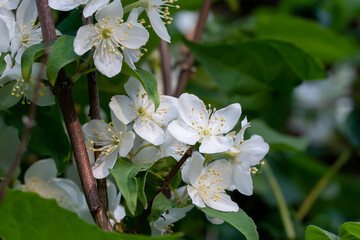 Delicate white flowers and green leaves of Philadelphus ornamental plant, known as sweet mock orange or English dogwood