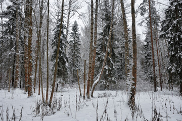 Fototapeta premium Winter landscape in the forest.