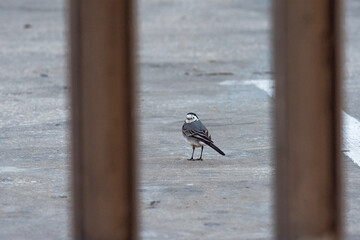 White Wagtail - Motacilla alba, small popular passerine bird from European fileds, meadows and wetlands