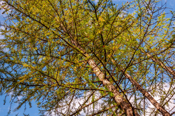 Fototapeta premium Branch of larch with green leaves on the background with blue sky. Season autumn