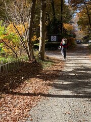 Fototapeta premium walk in the woods