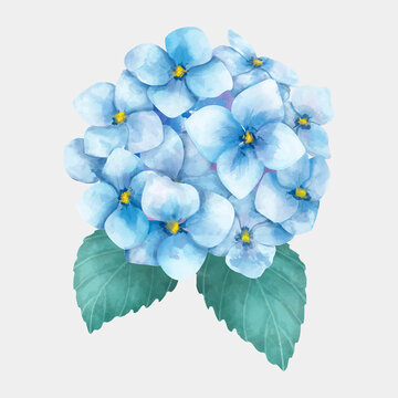 watercolor blue hydrangea flower blossom clip art preview