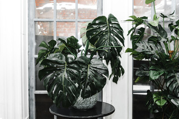 designer apartment interior shelf cabinet with souvenirs bottles figurines bar mirror table chair glass glasses.