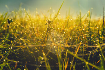 Sunny autumn scene with spider web in wet meadow grass at foggy september morning.
