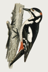 Great spotted woodpecker vector bird hand drawn - obrazy, fototapety, plakaty