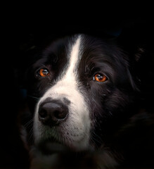 A close up portrait of a Border Collie Dog  on dark background 