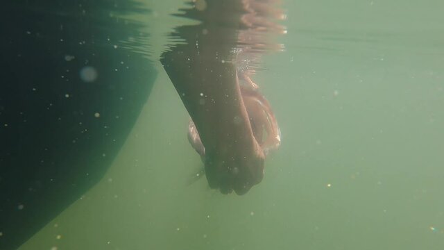 A girl releasing a large bass in a lake caught while fishing on a sunny day