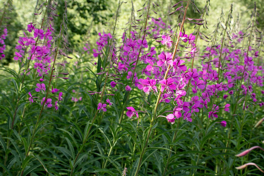 Blooming fireweed known as blooming sally in a summer meadow