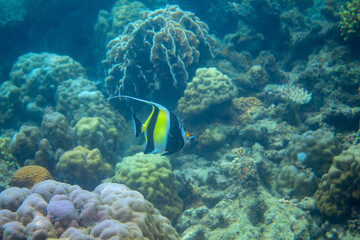 Fototapeta na wymiar Angel fish in coral reef underwater photo. Exotic fish in nature. Tropical seashore snorkeling or diving.