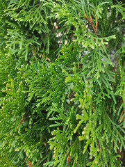 beautiful branches of green thuja close up