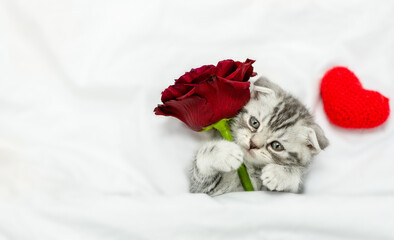 Cute tabby kitten holds a red rose on a white bed. Top down view. Valentines day concept. Empty space for text