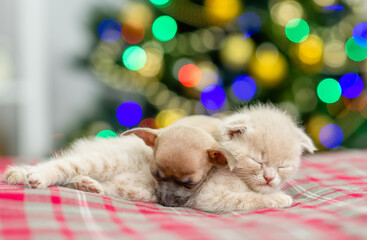 Fototapeta na wymiar Tiny kitten and Toy terrier puppy sleep together on checkered or tartan blanket on a bed at home with christmas tree on background