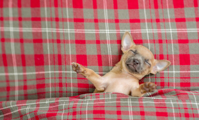 Fototapeta na wymiar Funny Toy terrier puppy sleeps under blanket on a bed at home. Top down view. Empty space for text