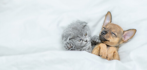 Cute Kitten and sleepy Toy terrier puppy lying together under a white blanket on a bed at home. Top down view. Empty space for text