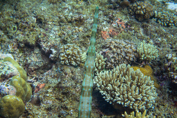Flute fish head fish in coral reef underwater photo. Exotic fish in nature. Tropical seashore snorkeling or diving.