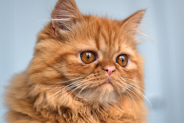 Portrait of an orange ginger Persian cat on white background