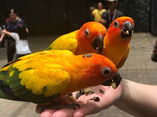 blue and yellow macaw ara