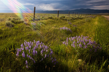Countryside with grassland and flowers in Western Montana