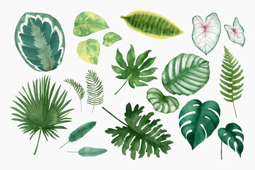 Fototapeta na wymiar Watercolor tropical leaf vector set