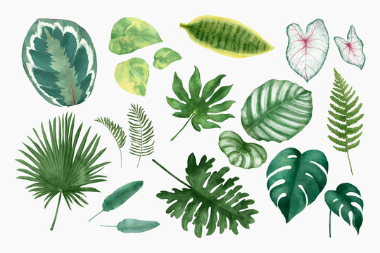 Watercolor tropical leaf vector set