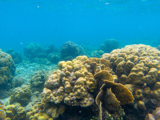 Vivid seascape with blue water and coral reef. Underwater view of sea bottom. Tropical sea snorkeling or diving